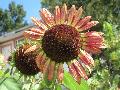 Ruby Moon Sunflower / Helianthus annuus 